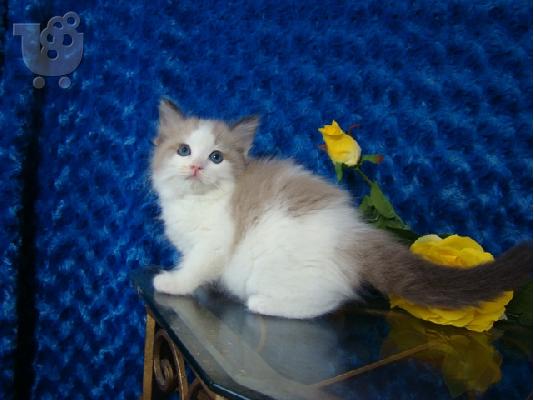 PoulaTo: Έχω 5 πανέμορφο αρσενικό / θηλυκό γατάκια Ragdoll ΔΙΑΘΕΣΙΜΟ